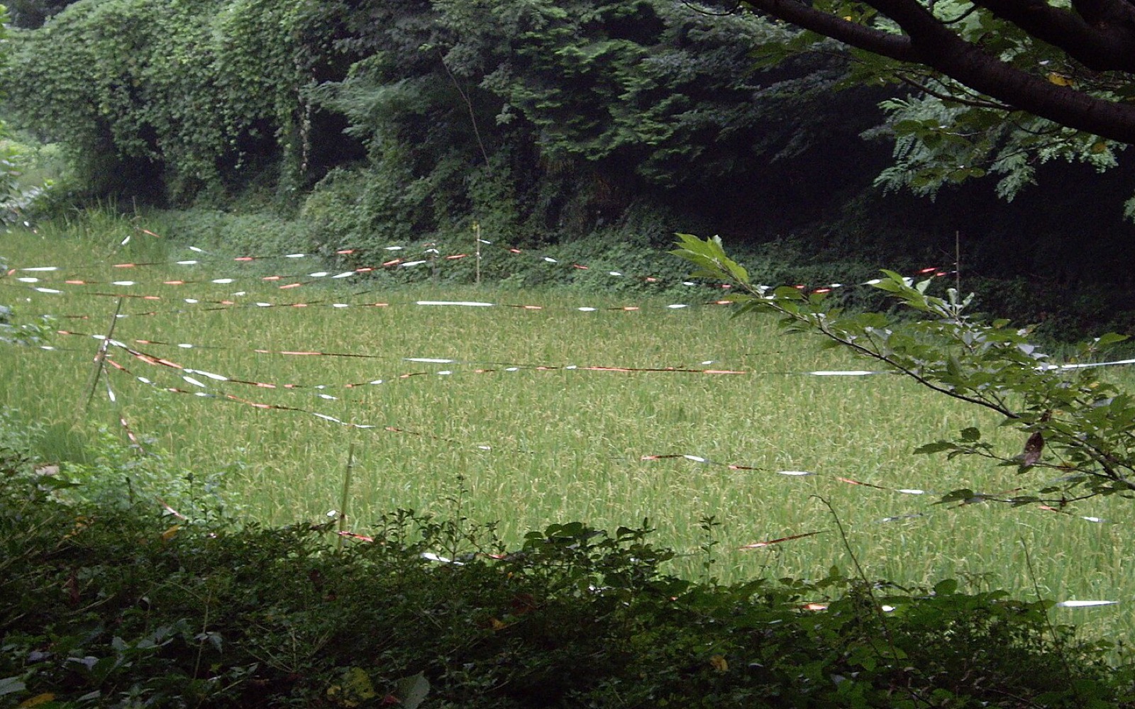 駒場野公園バーベキュー広場
