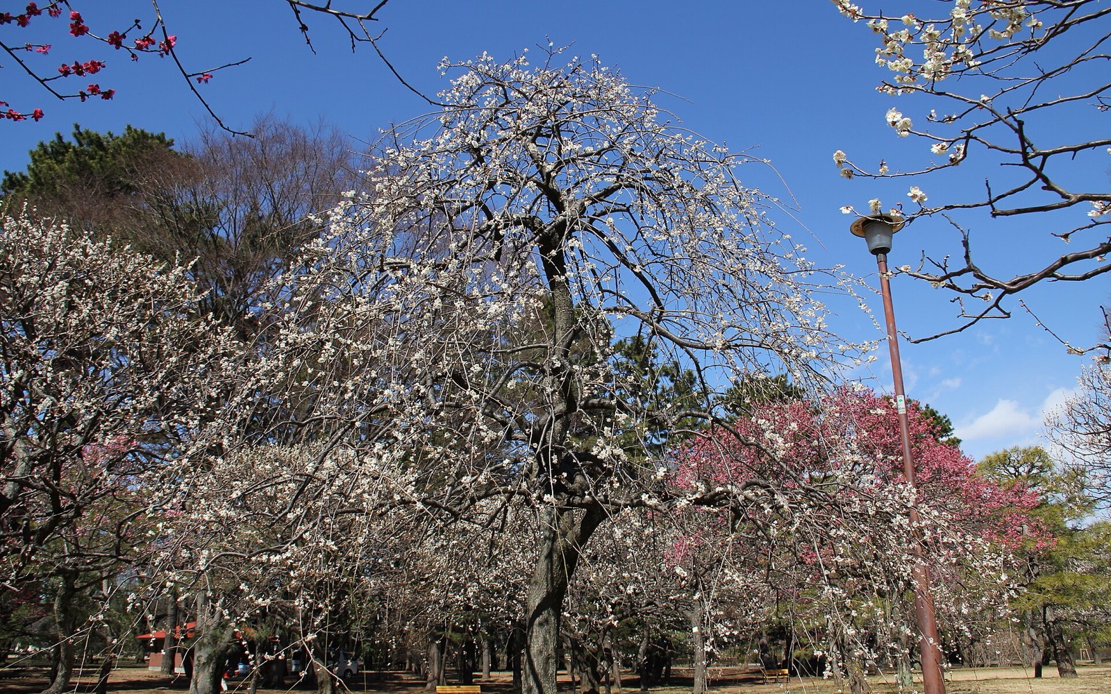 小金井公園バーベキュー広場
